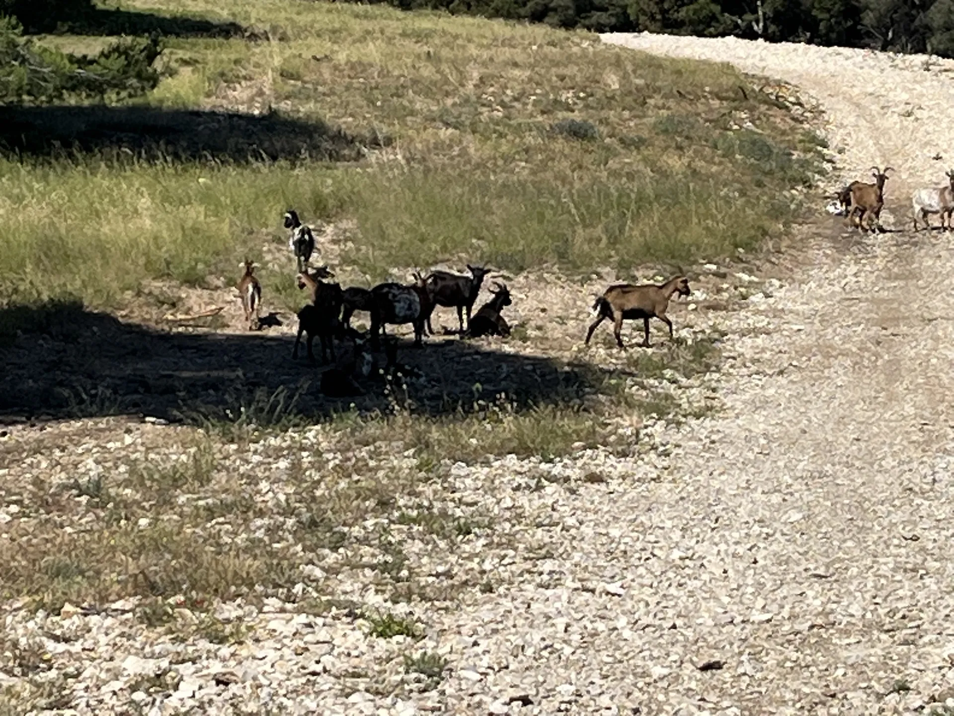 Haut de niolon, chèvres sauvages — photo 4