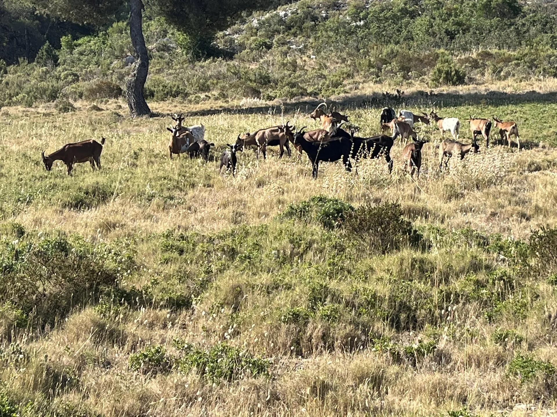 Haut de niolon, chèvres sauvages — photo 2